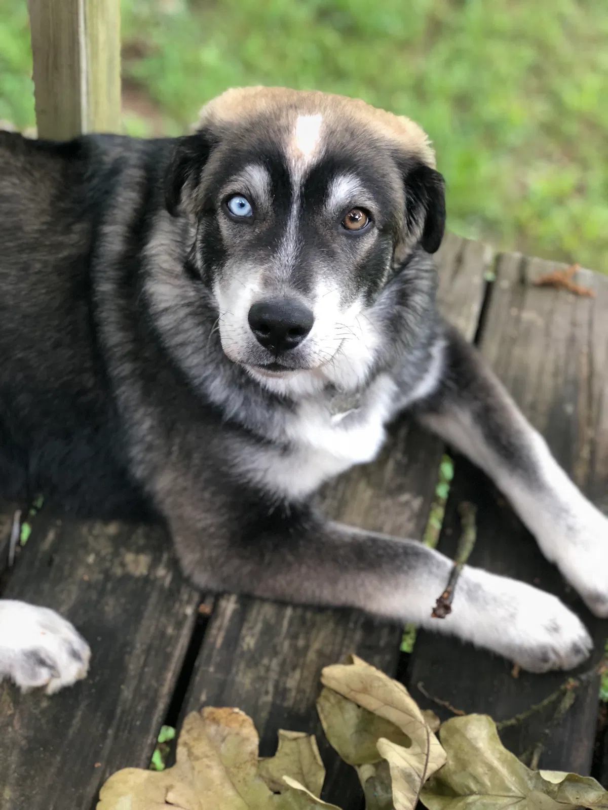 Lost dog in Pocahontas, AR, 72455