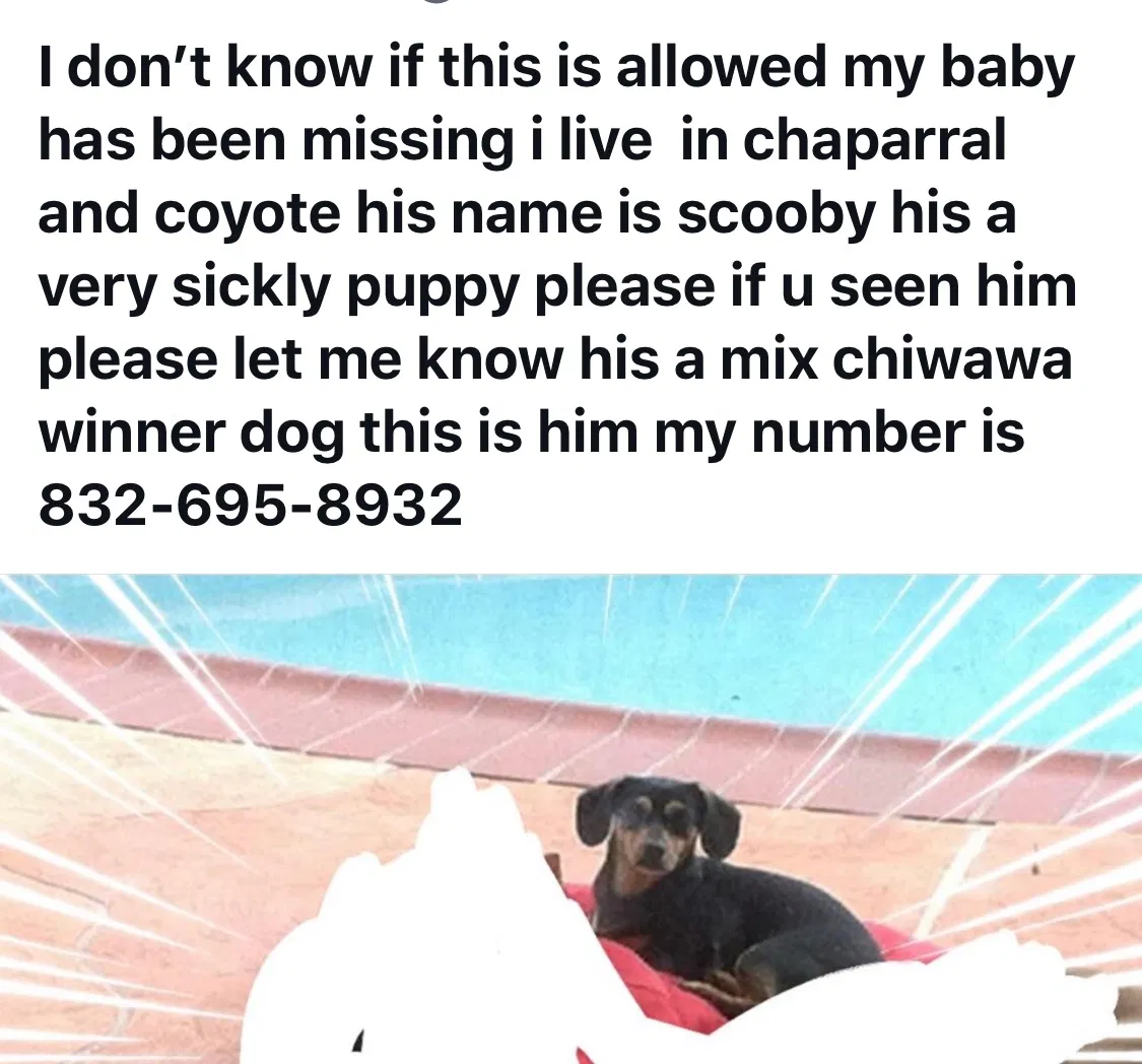 Lost dog in Baytown, TX, 77521