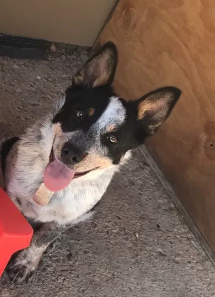 Lost dog in Evans, CO, 80620