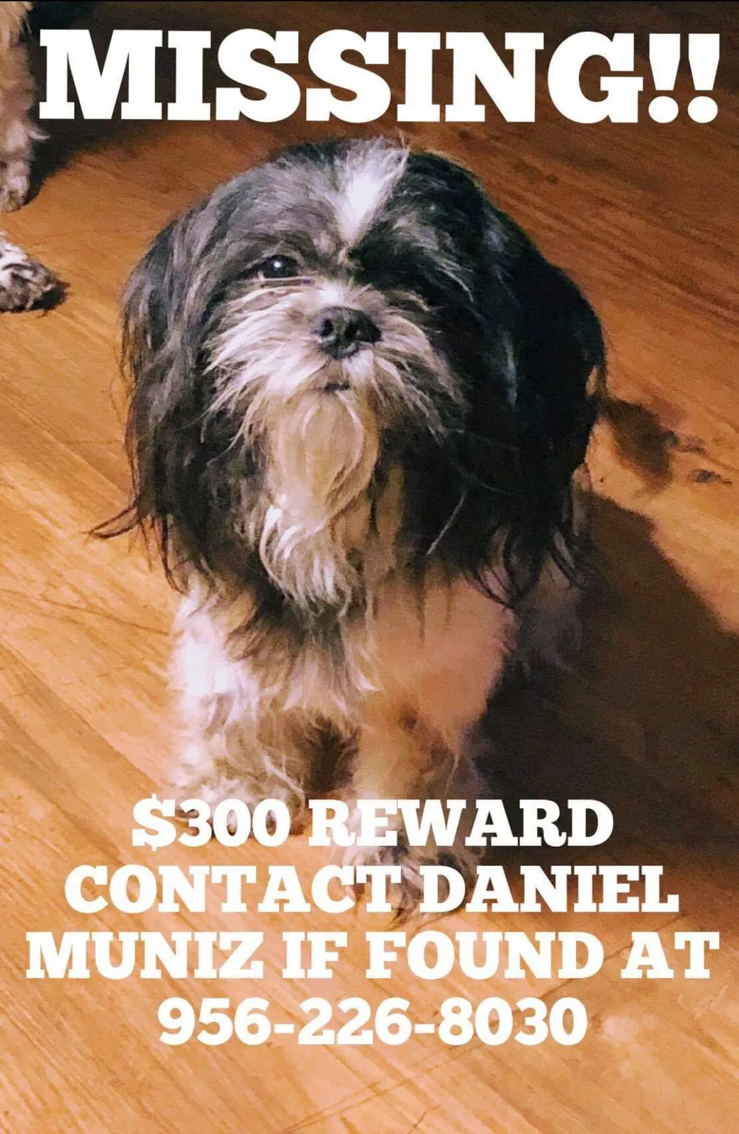 Lost dog in San Benito, TX, 78586