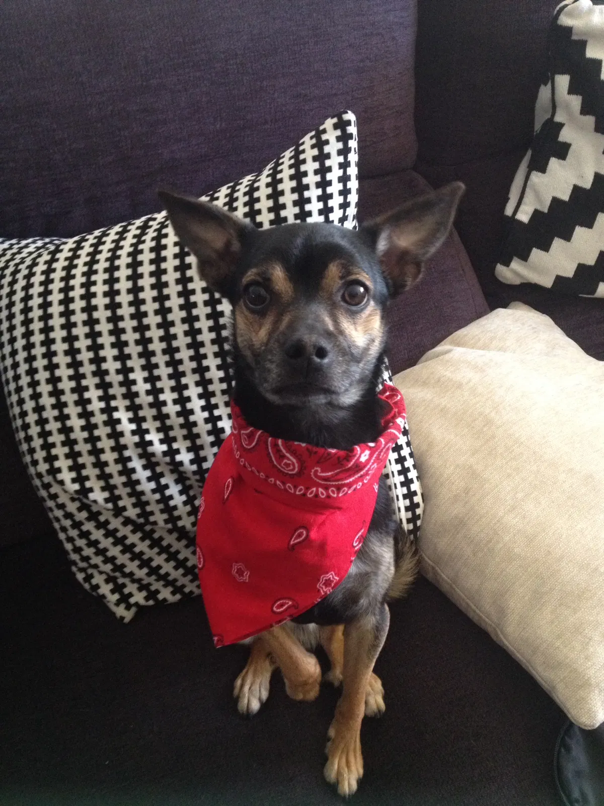 Lost dog in Saint Louis, MO, 63139