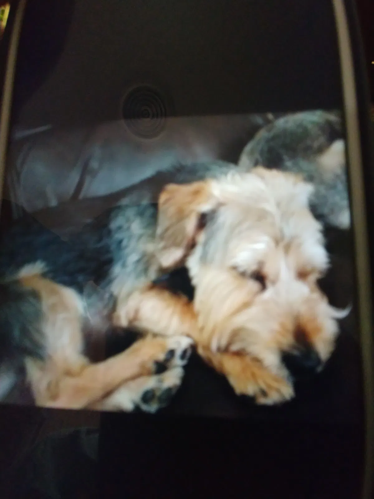 Lost dog in Temple, TX, 76504