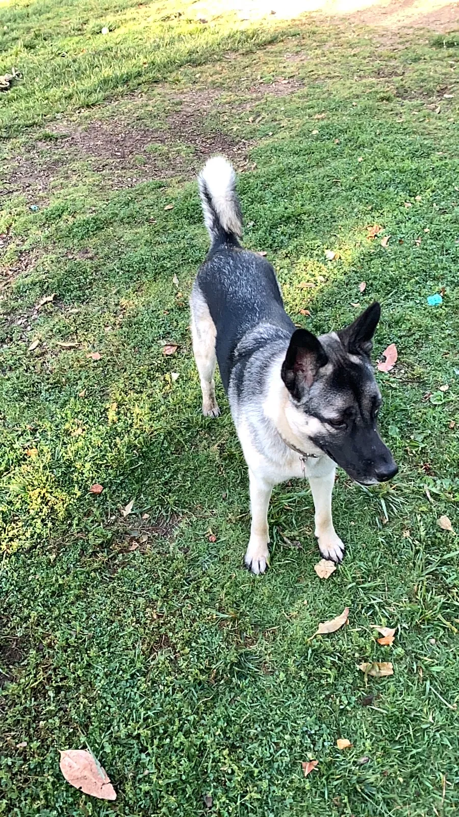 Lost dog in Los Angeles, CA, 90046