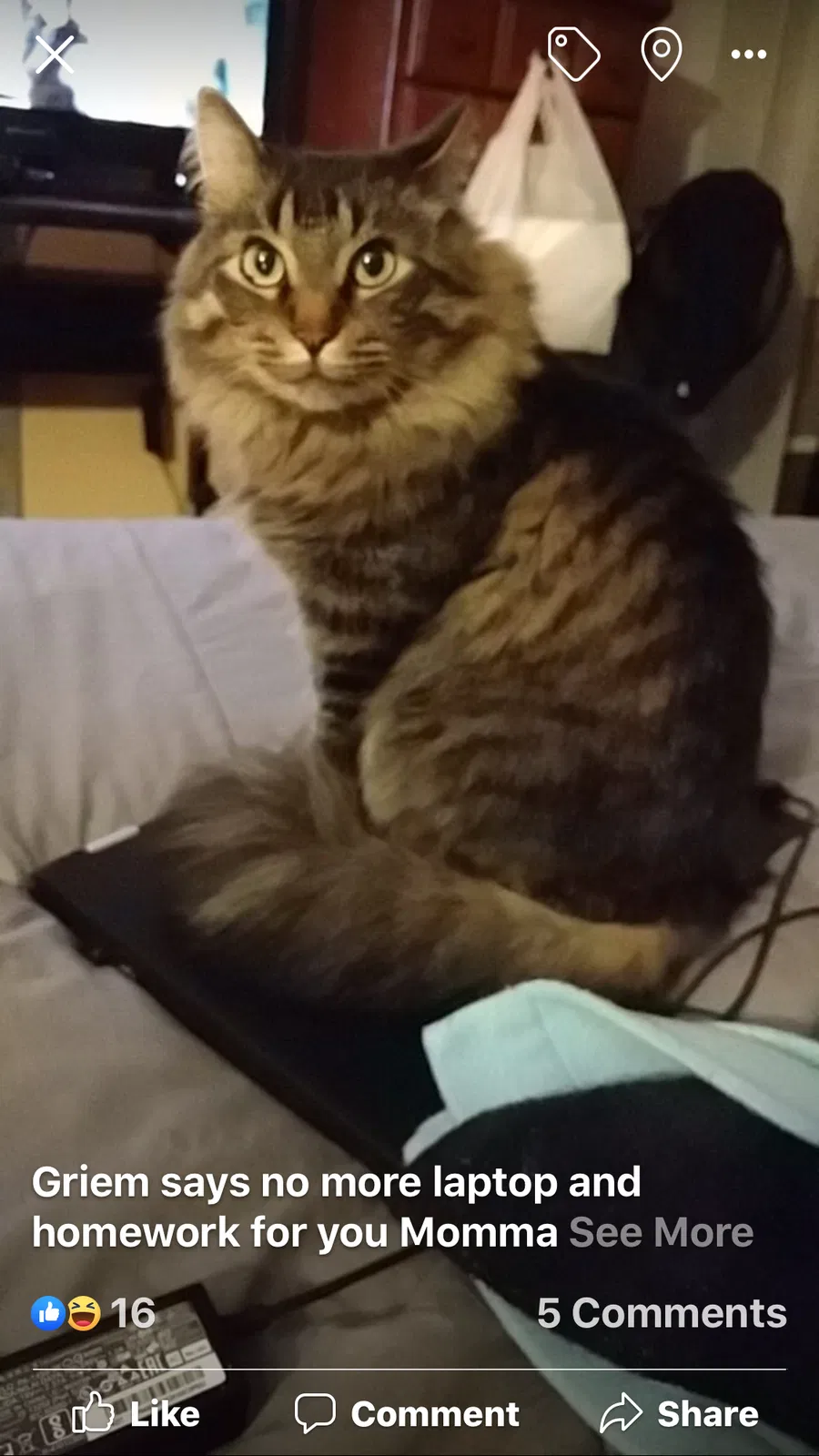 Lost cat in Burlington, WI, 53105