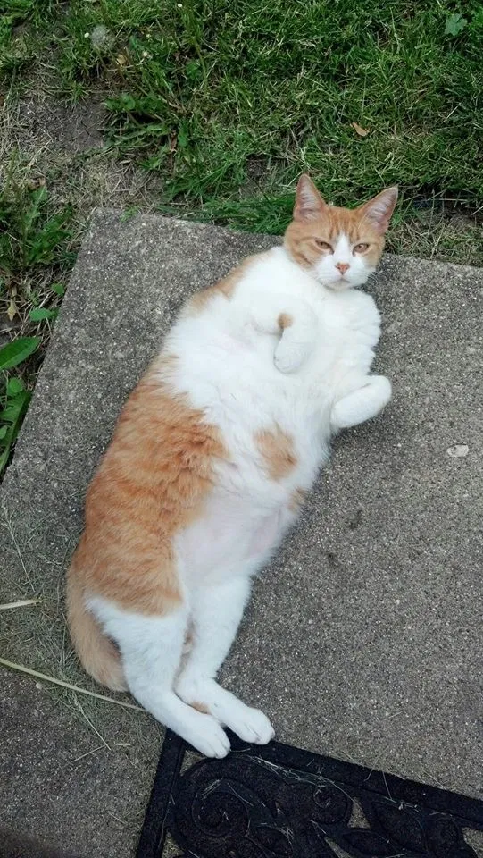 Lost cat in Aurora, IL, 60506