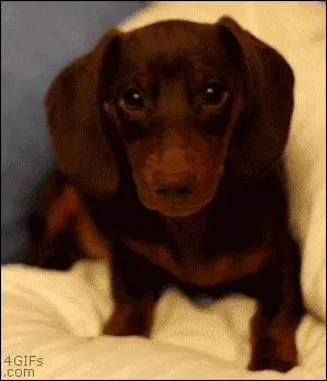 Lost dog in Aiken, SC, 29803