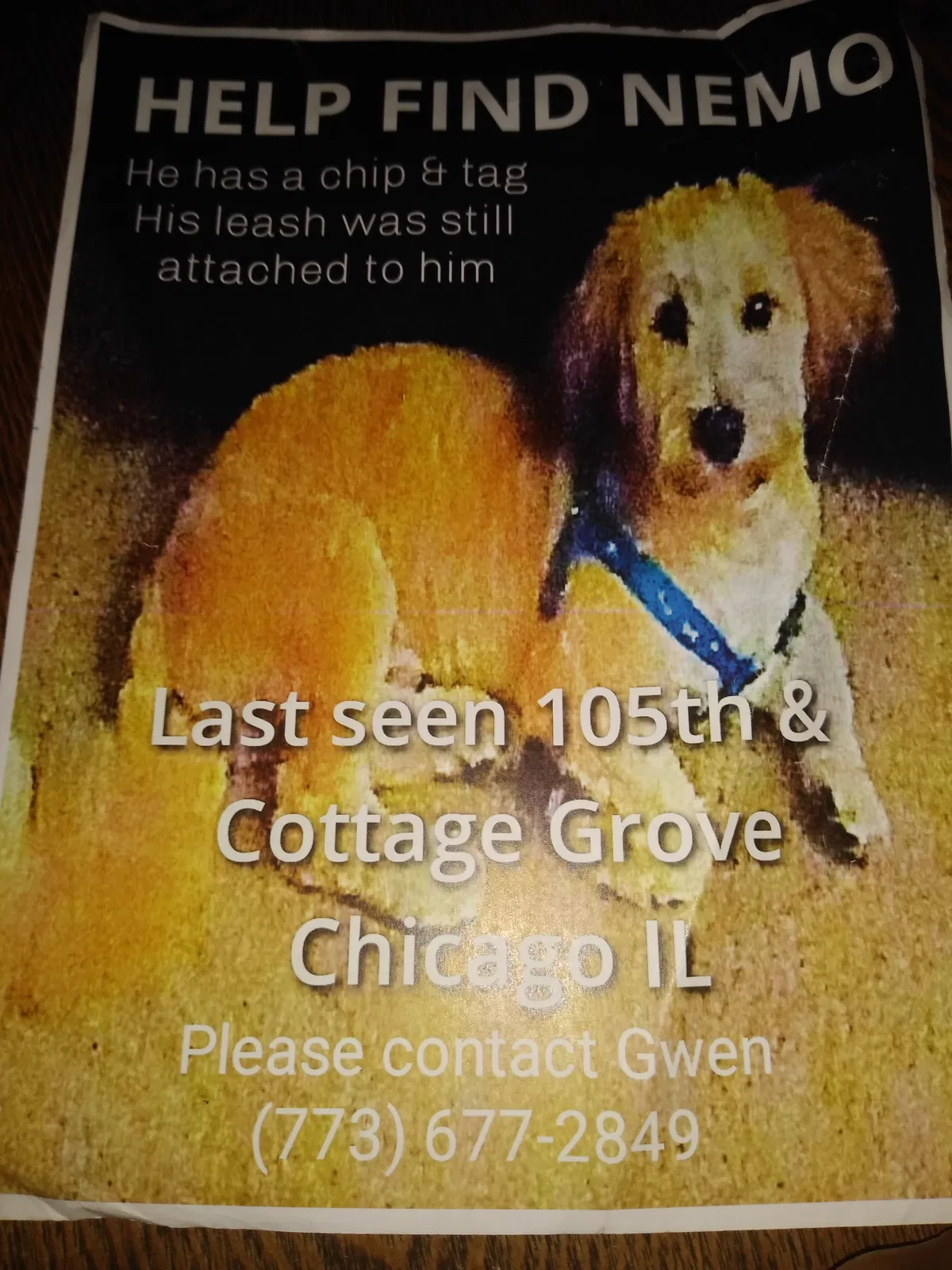 Lost dog in Chicago, IL, 60628