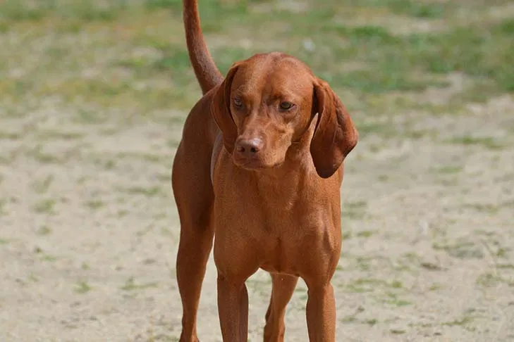 Lost dog in Starr, SC, 29684