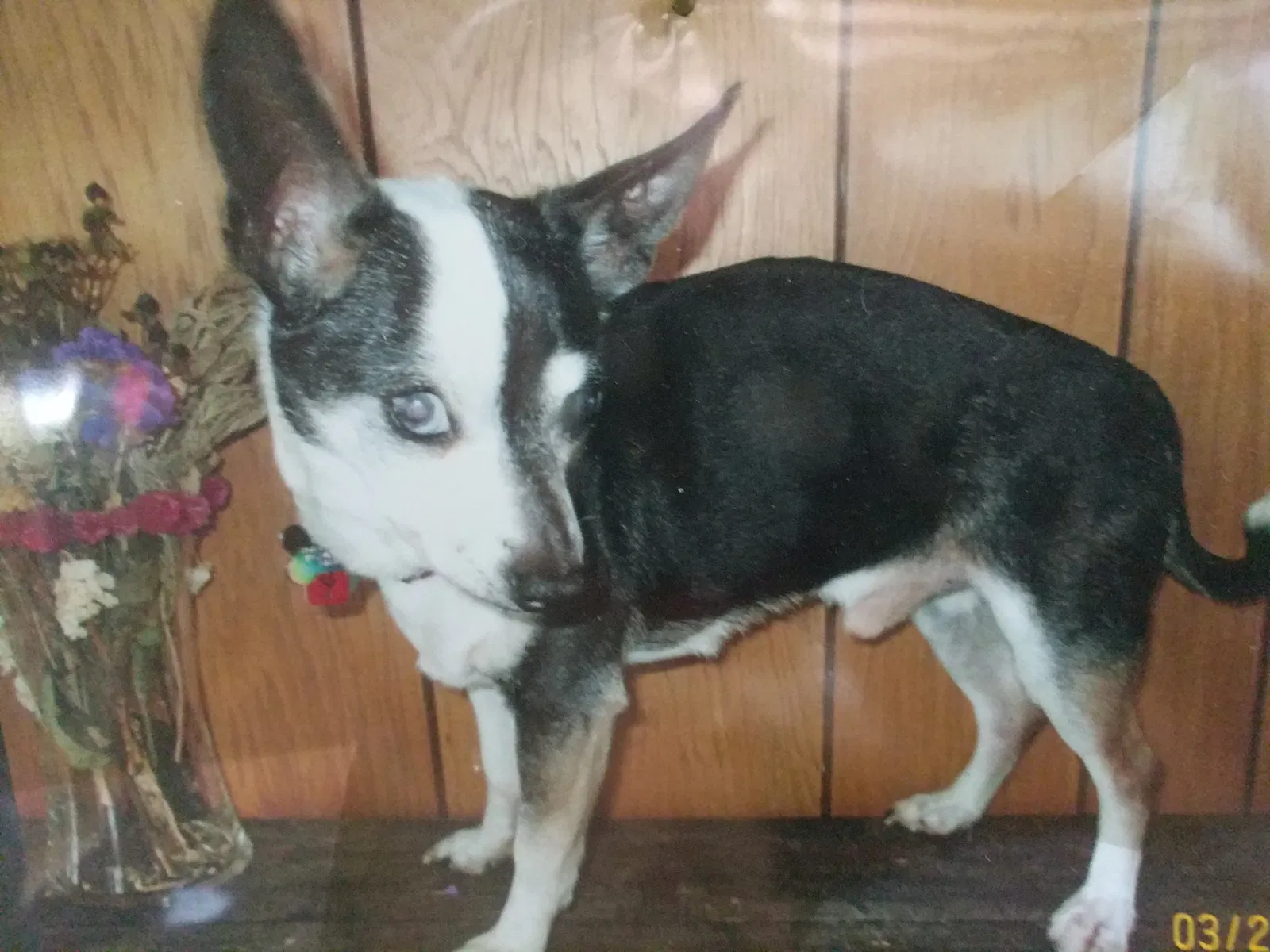 Lost dog in Latrobe, PA, 15650