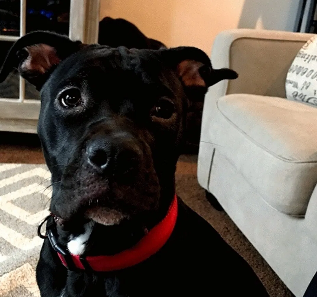 Lost dog in Pasadena, MD, 21122