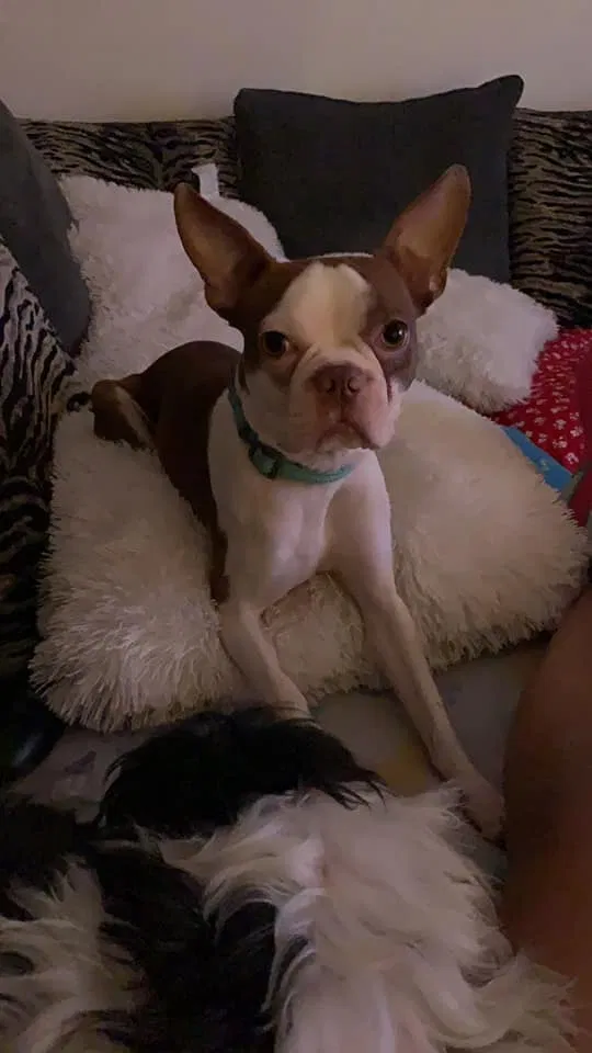 Lost dog in Pensacola, FL, 32526