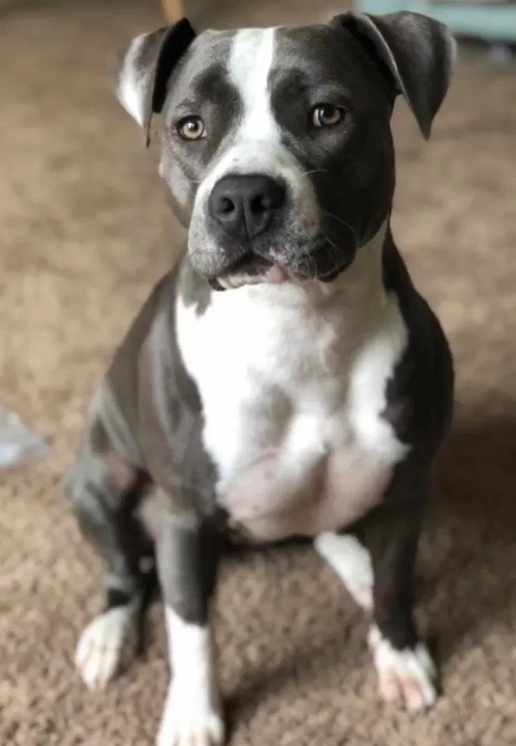 Lost dog in Modesto, CA, 95358