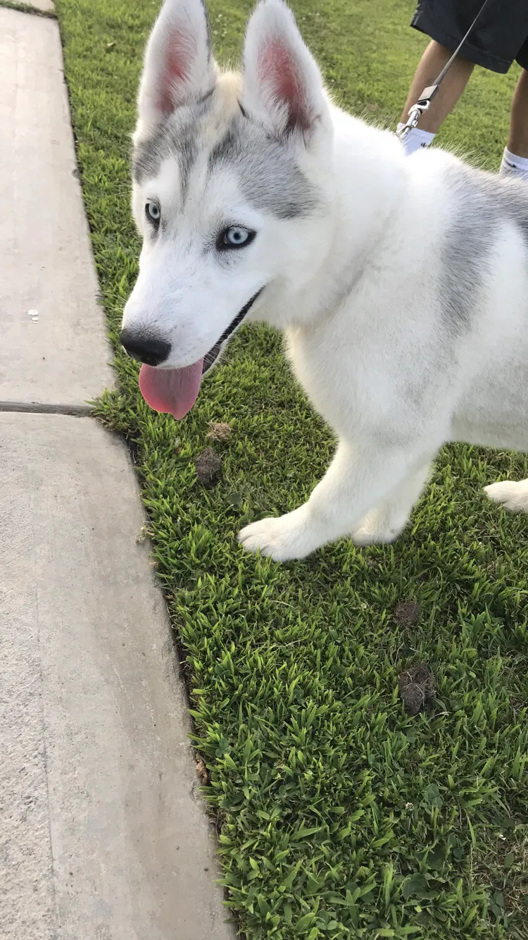 Lost dog in Bakersfield, CA, 93307