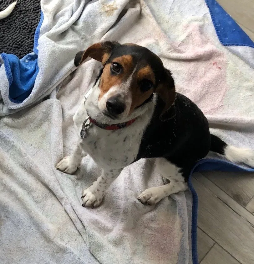 Lost dog in Flat Rock, MI, 48134