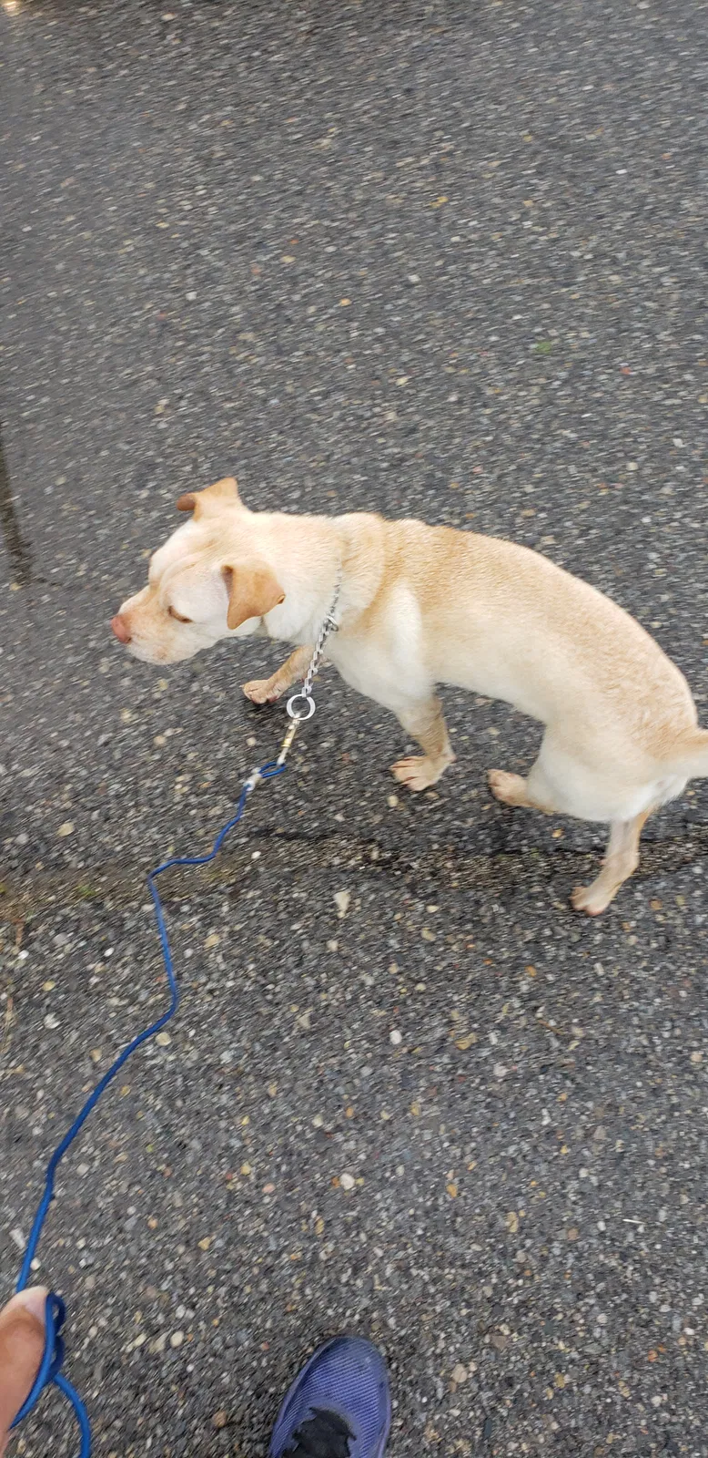 Lost dog in Detroit, MI, 48224