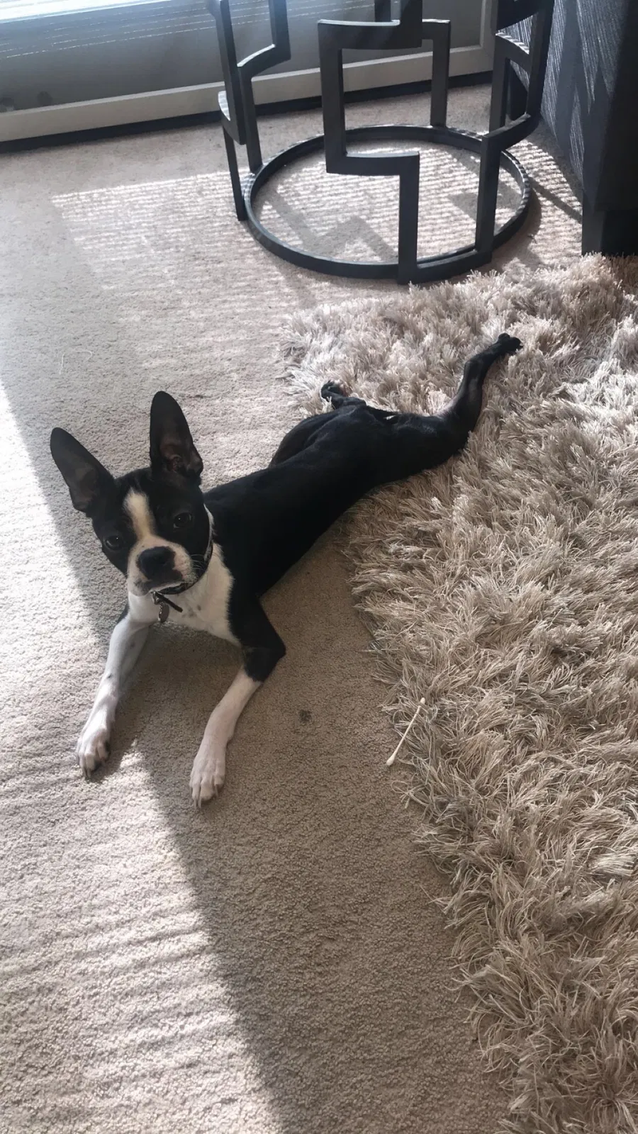 Lost dog in Florissant, MO, 63033
