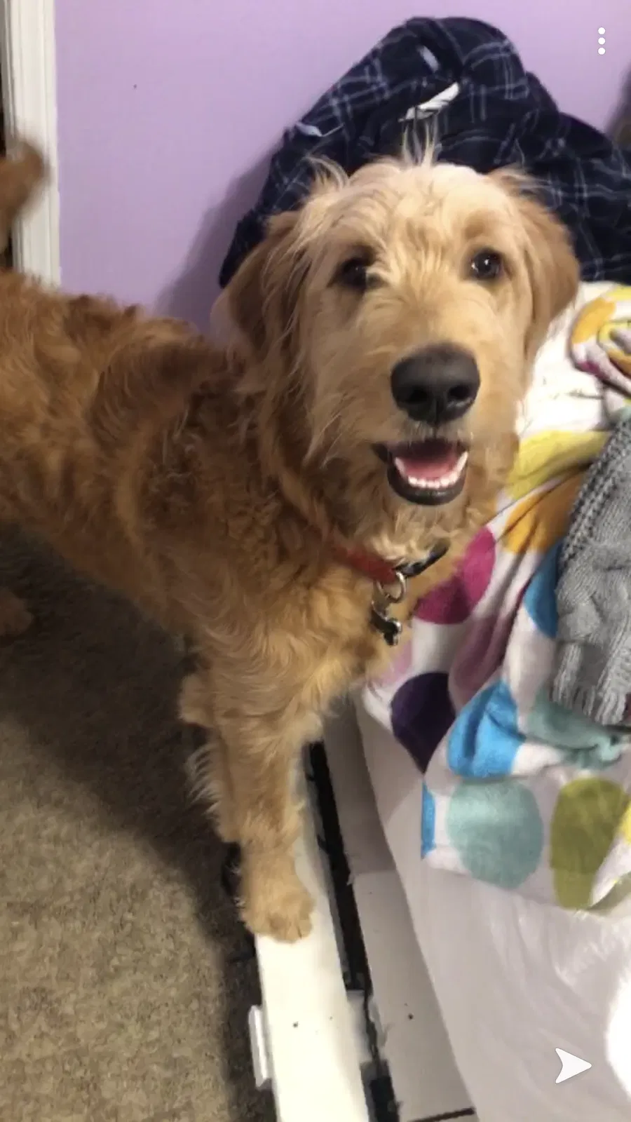 Lost dog in Greenwood, AR, 72936