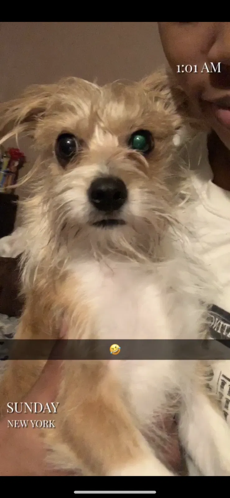 Lost dog in Brooklyn, NY, 11205