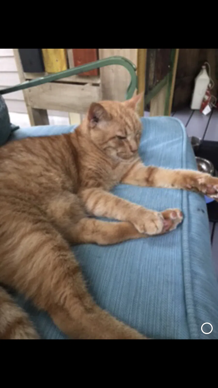 Lost cat in Carrollton, GA, 30117