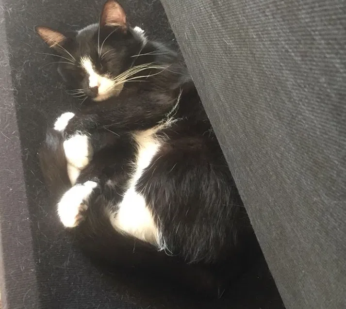 Lost cat in Hudson, WI, 54016