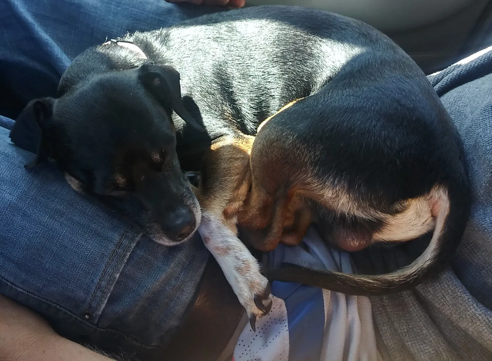 Lost dog in Sacramento, CA, 95815