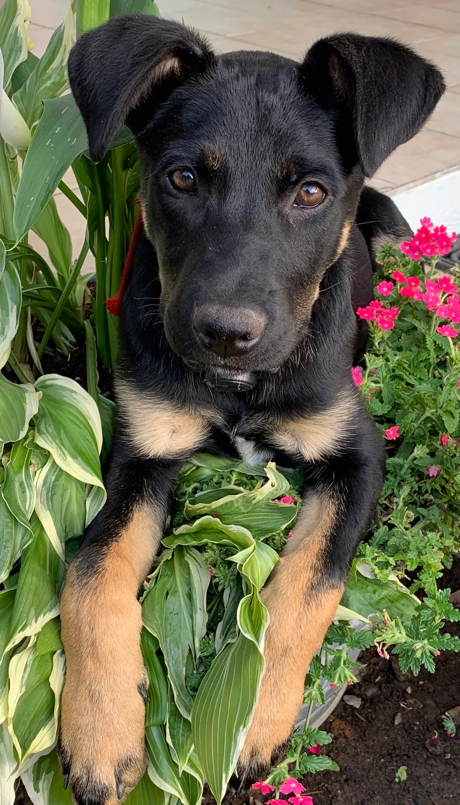 Lost dog in Greer, SC, 29651