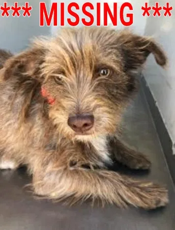 Lost dog in Fresno, CA, 93702