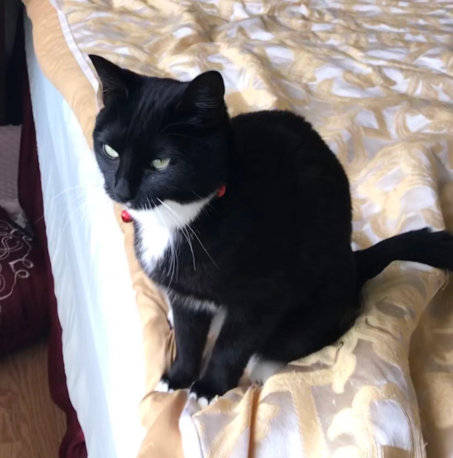 Found cat in Unknown, CA, 0