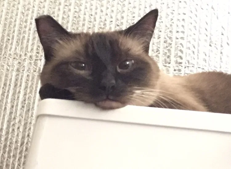 Lost cat in Hayward, CA, 94544