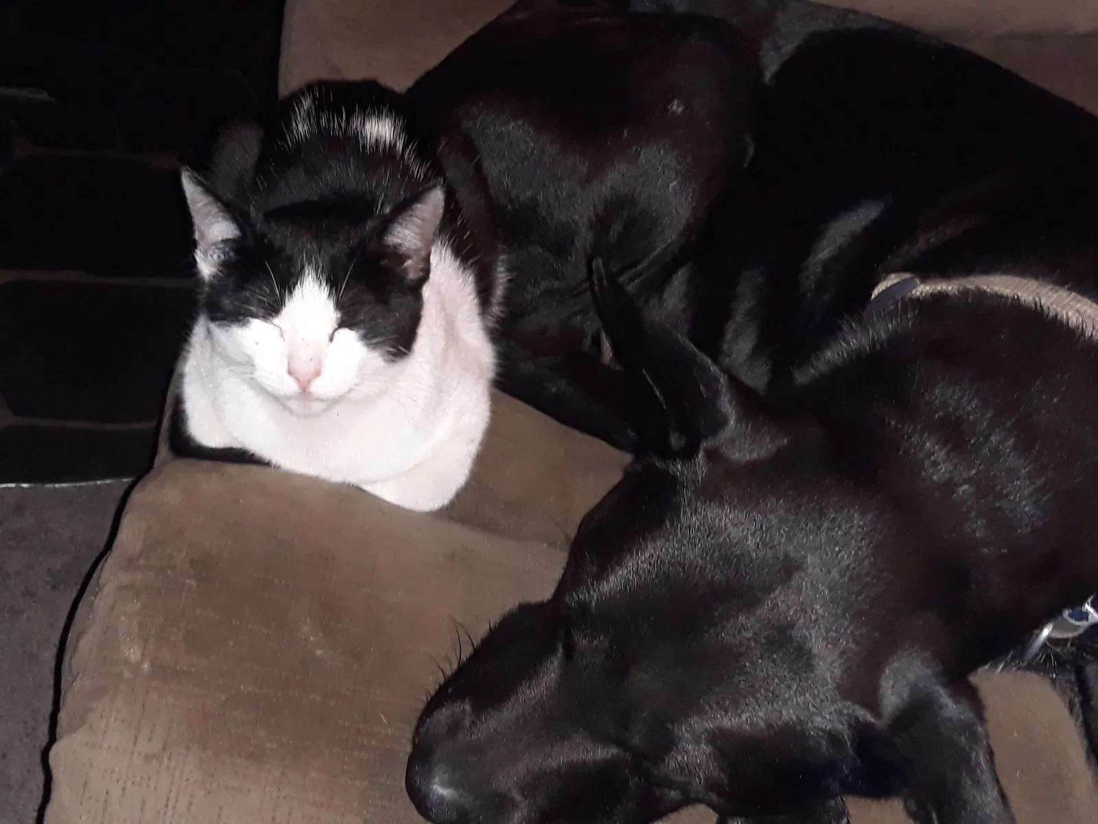 Lost cat in Spring Hill, FL, 34610