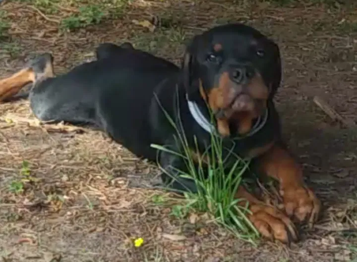 Lost dog in Wilson, NC, 27896