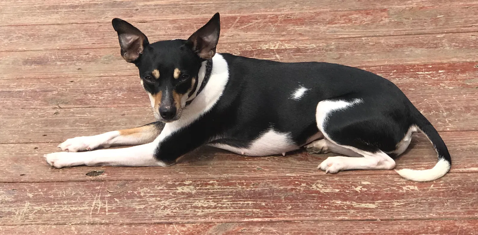 Lost dog in Kingsland, GA, 31548