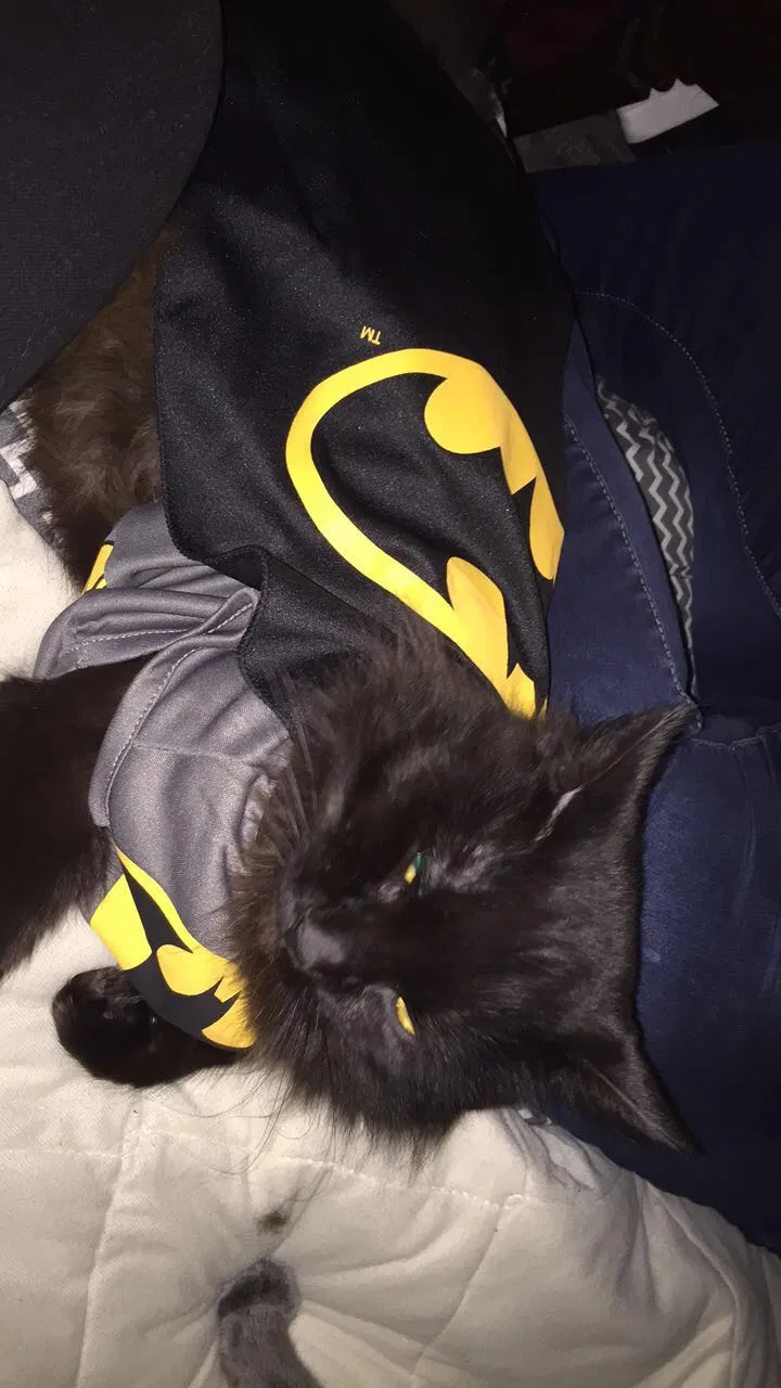 Lost cat in Freeburg, IL, 62243