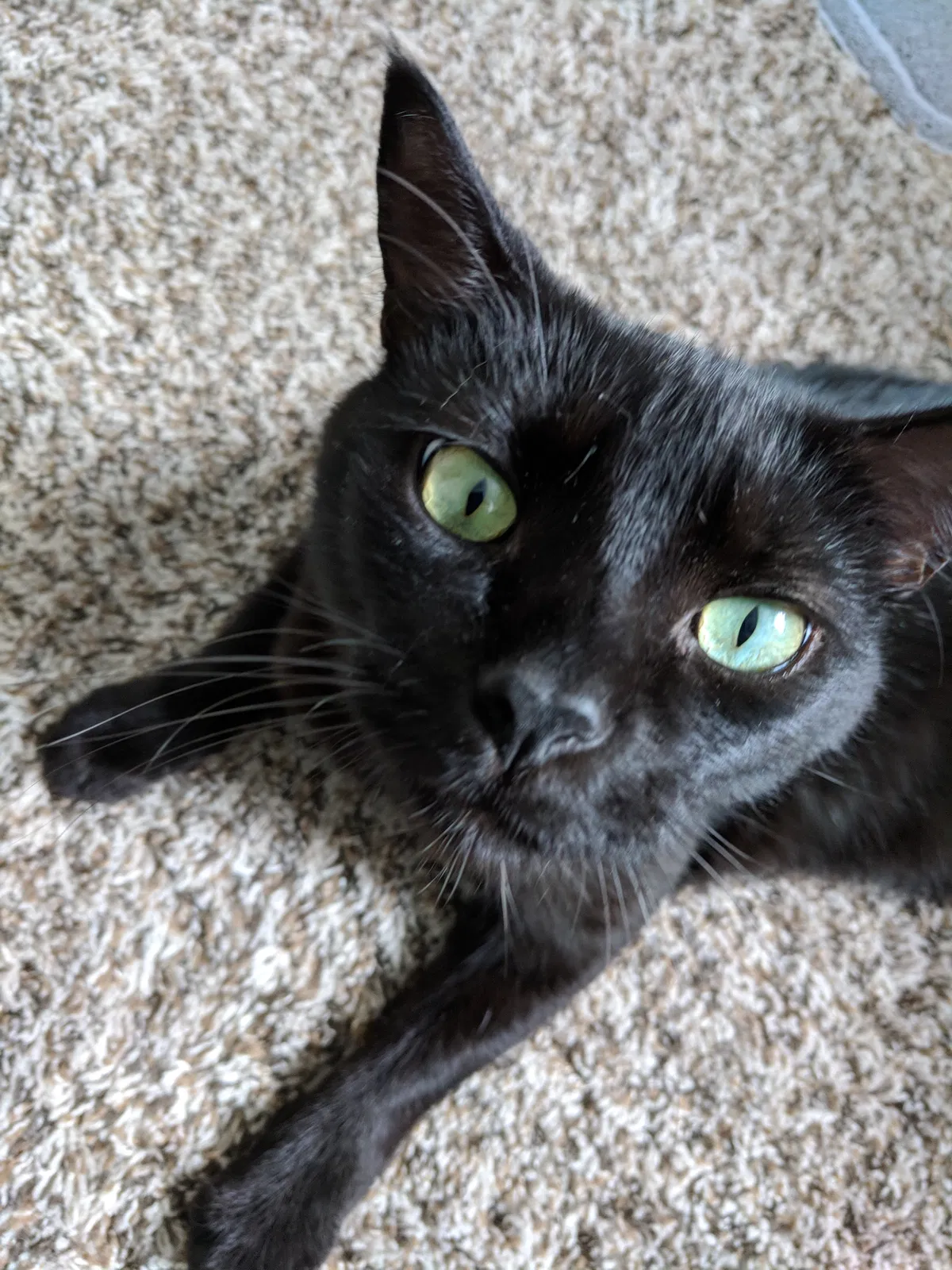 Lost cat in Hubert, NC, 28539