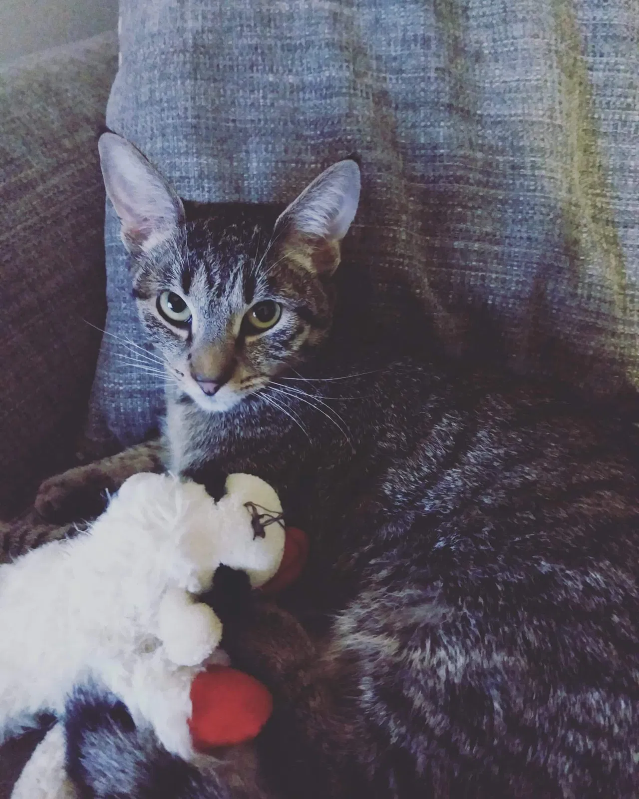 Lost cat in Akron, OH, 44313