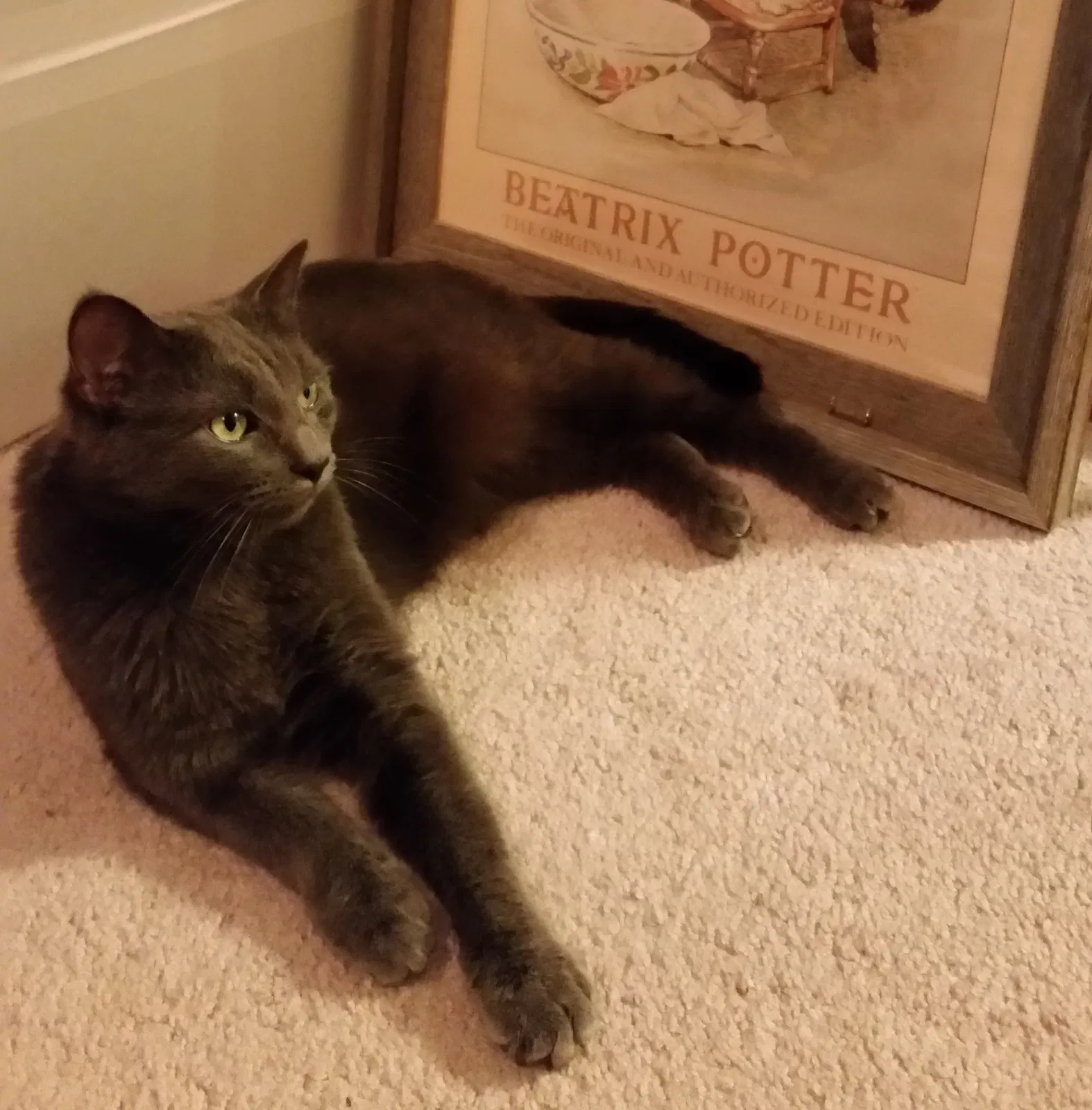 Lost cat in Gwynn Oak, MD, 21207