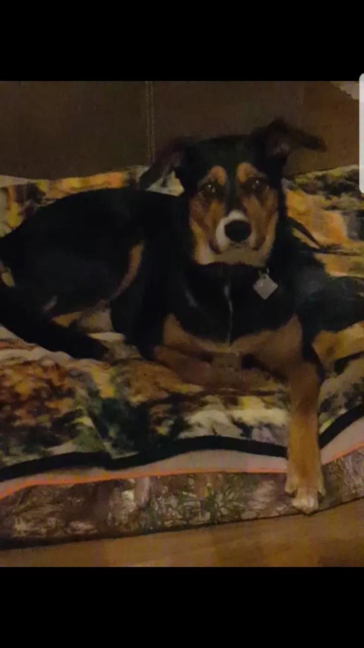 Lost dog in Evans, GA, 30809