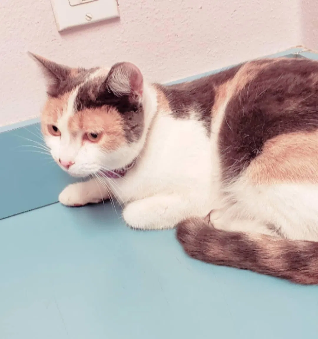 Lost cat in Pacoima, CA, 91331