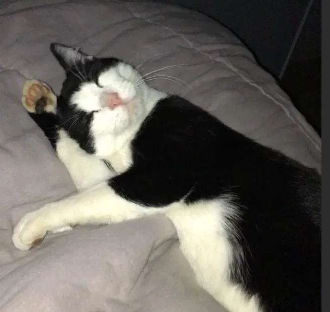 Lost cat in Rochester, MN, 55906