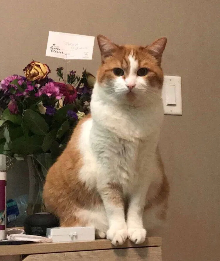 Lost cat in Arlington Heights, IL, 60004