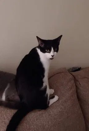 Lost cat in Mebane, NC, 27302