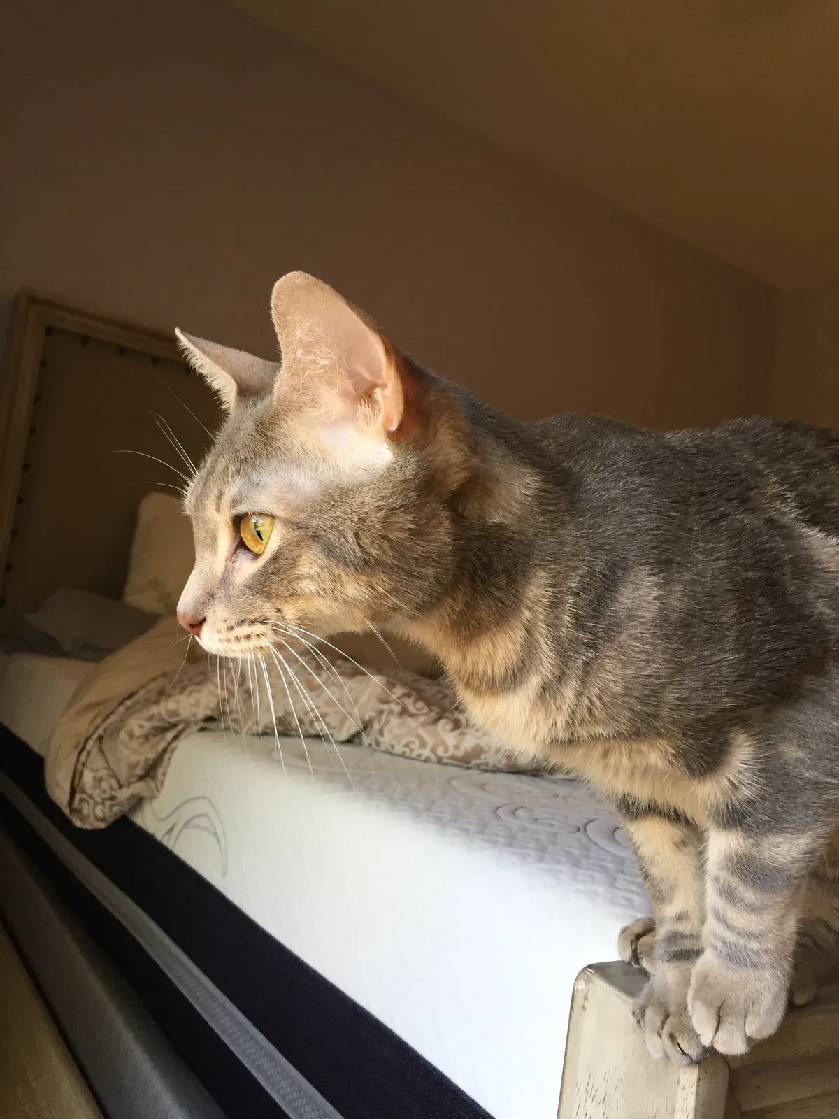 Lost cat in Glendale, AZ, 85310