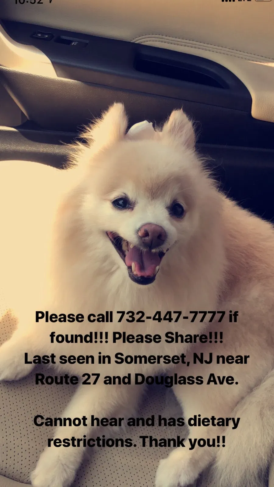 Lost dog in Somerset, NJ, 8873