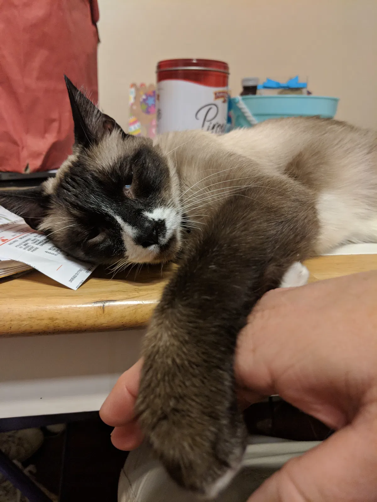 Lost cat in Pekin, IL, 61554