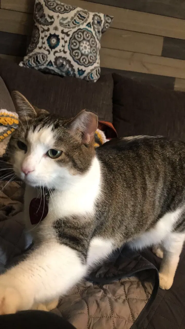Lost cat in Whiteland, IN, 46184