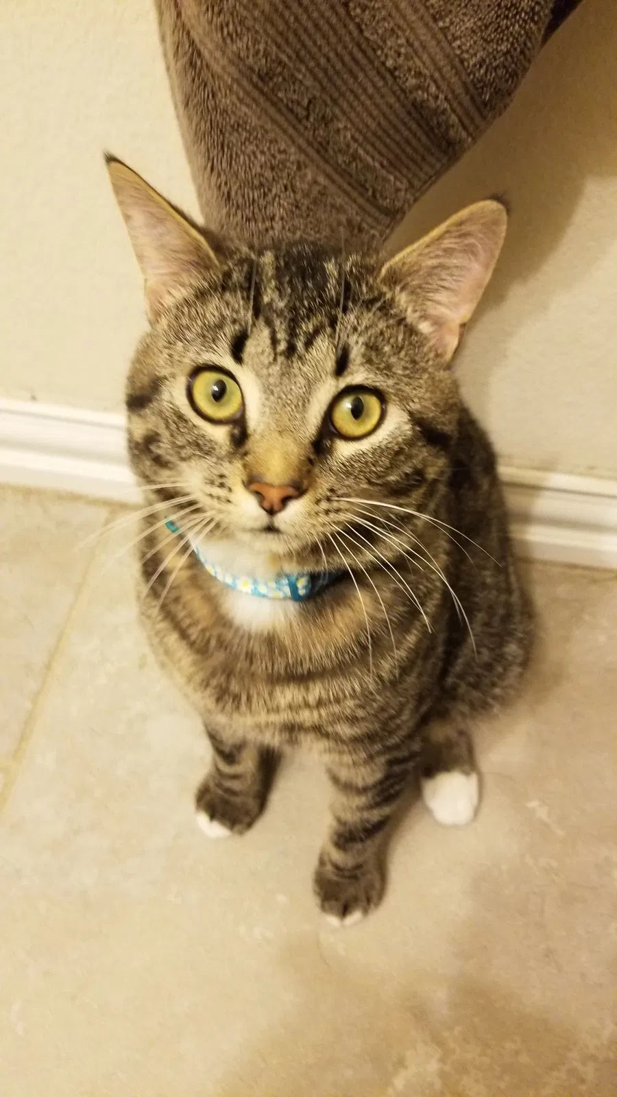 Lost cat in Pflugerville, TX, 78660