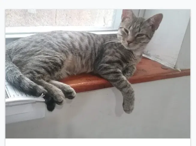 Lost cat in Philadelphia, PA, 19148