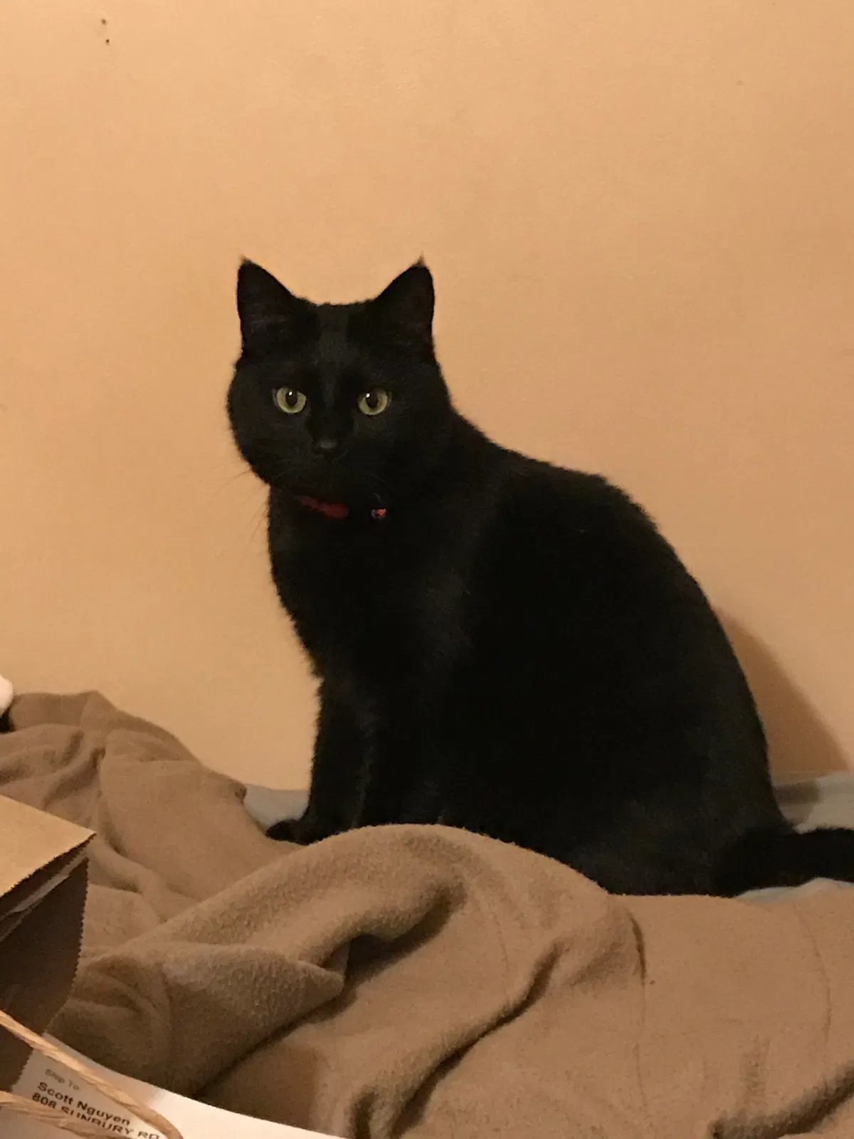 Lost cat in Columbus, OH, 43219