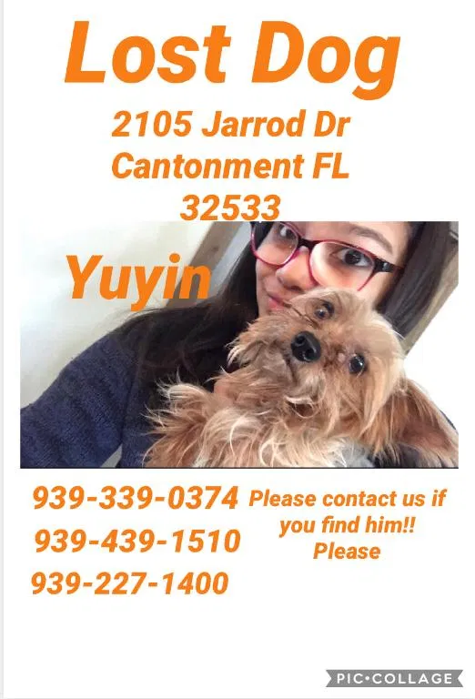 Lost dog in Cantonment, FL, 32533