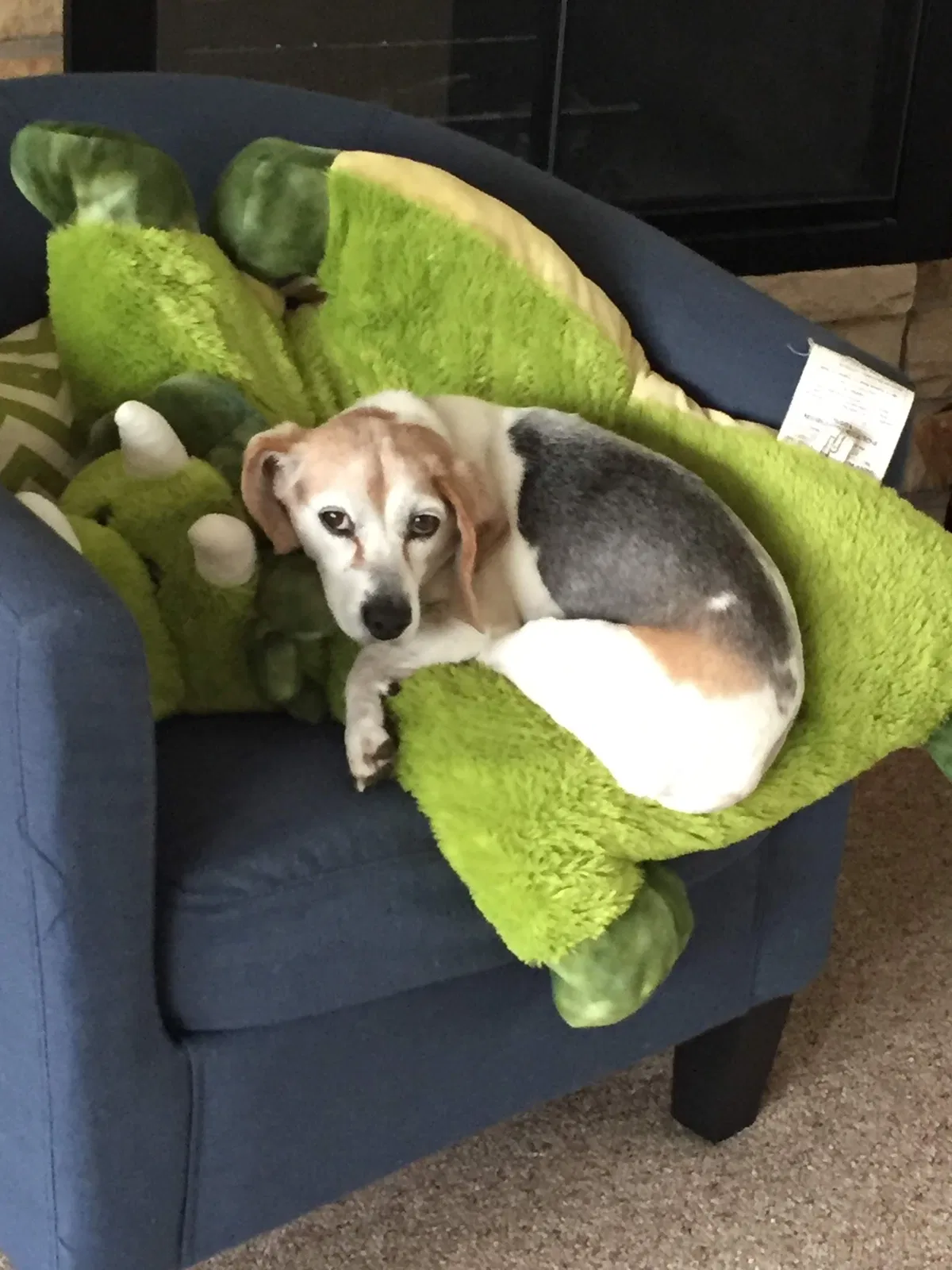 Lost dog in Marshfield, WI, 54449